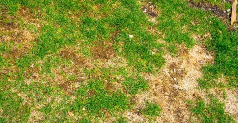 What A Thin Michigan Lawn In October Says About Next Spring And How To Help It
