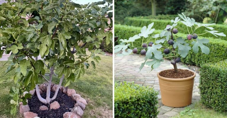The One Fall Task That Keeps Texas Fig Trees Productive Next Summer
