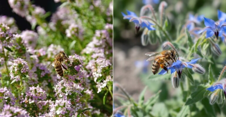 The Herbs Oregon Pollinators Cling To Once The Nights Turn Cold