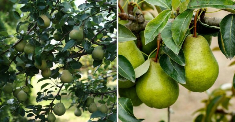The Backyard Fruit Alabama Gardeners Often Pick Too Late Is Usually Ready While It Still Looks Green