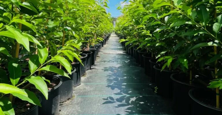 Ohio’s State Tree Nursery Just Opened Fall Ordering – Here’s What Gardeners Can Get