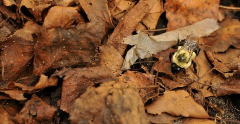 What Fallen Leaves Really Mean For Michigan Pollinators Overwintering In Your Yard