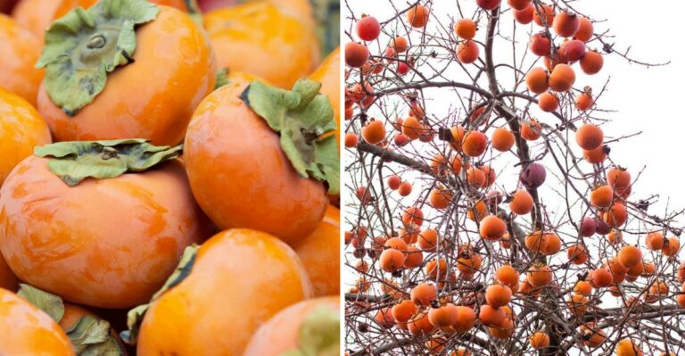 Why California Persimmon Trees Need A Different Kind Of Fall Care