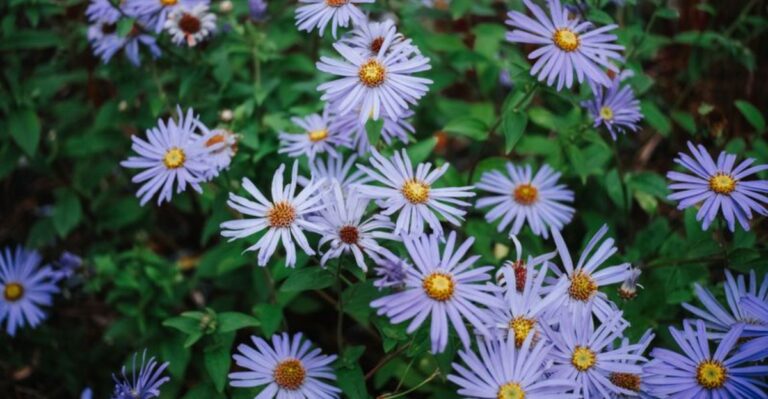 The Native Perennials That Keep New York Gardens Blooming Into Fall