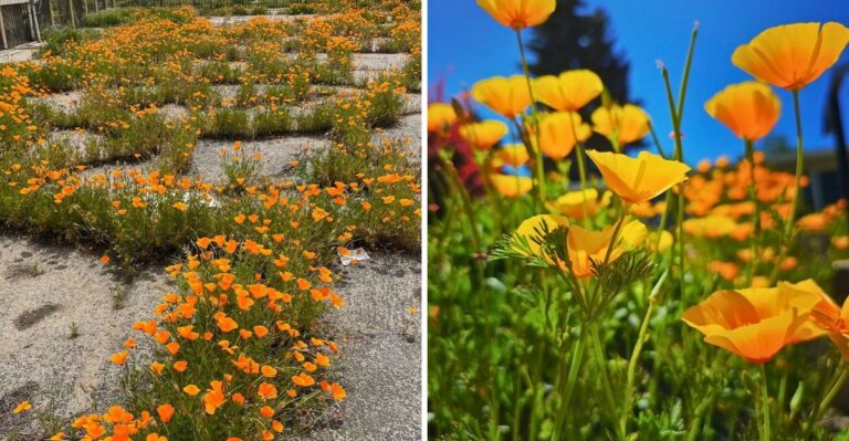 Why California Gardeners Are Planting California Poppies For Next Spring