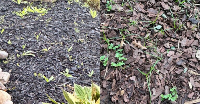 Why Oregon Mulch Sometimes Creates More Weed Problems Instead Of Fewer