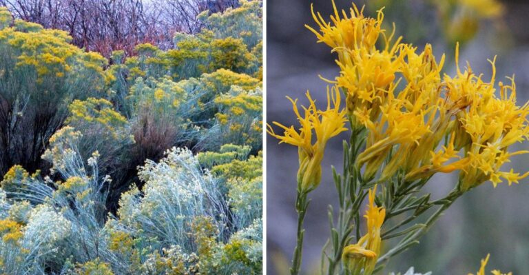 A Sulfur Yellow Shrub Nobody Plants On Purpose Is Now The Star Of Colorado Yards