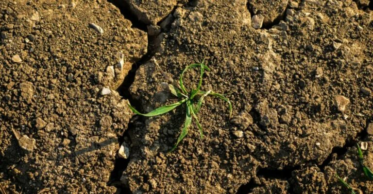 Why North Carolina Soil Struggles After This Summer’s Record Drought