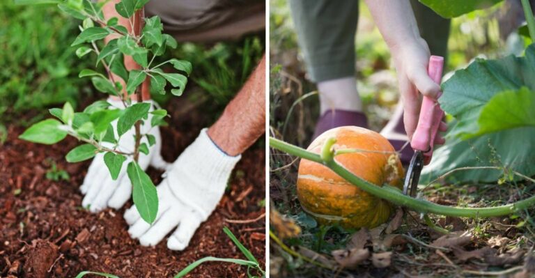 Pennsylvania Garden Tasks That Cannot Be Moved To October