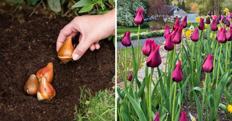 Is It Too Early To Plant Tulips In Michigan Here’s What Gardeners Should Know