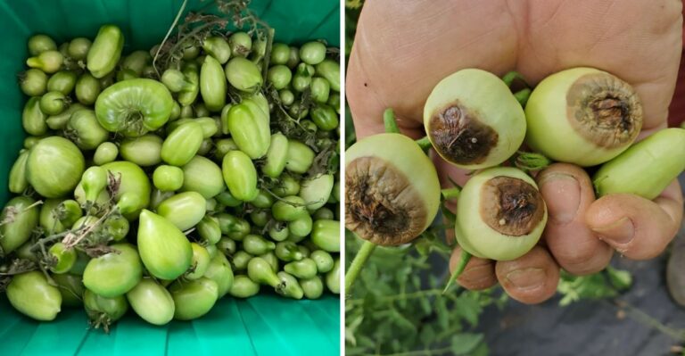 Why Green Tomatoes Sometimes Rot Instead Of Ripening Indoors In North Carolina