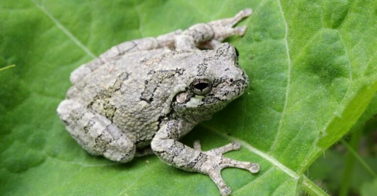 This Tiny Iowa Frog Is Picking Your Windows As Its Winter Hideout For A Surprising Reason