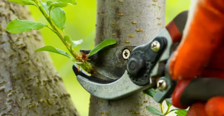 This Fall Pruning Mistake Can Weaken Georgia Crape Myrtles Before Winter