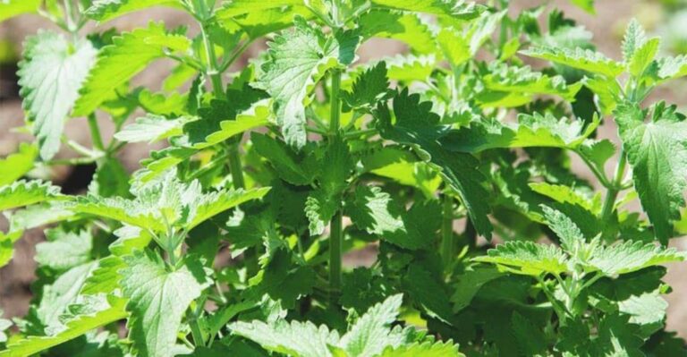Rat Repelling Herbs North Carolina Gardeners Can Plant Before Fall