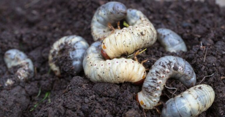 Minneapolis Lawns Are Facing A Wave Of Unseen Damage As Japanese Beetles Finish Their Season In Minnesota