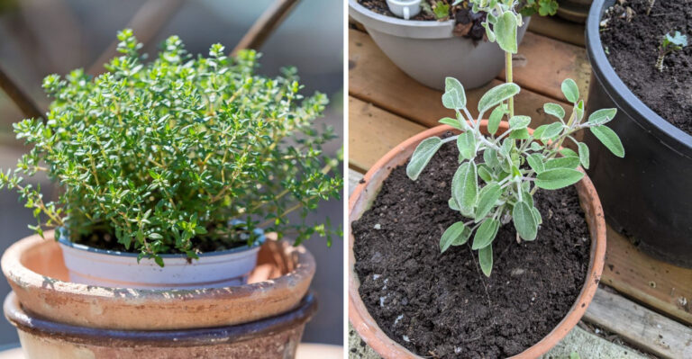 These Herbs Still Have Time To Establish In Georgia Before Cooler Nights Arrive