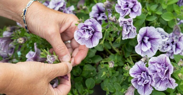 What To Do With Petunias Before Fall Arrives