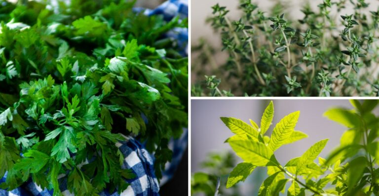 11 Garden Herbs To Bring Indoors Before Nighttime Temperatures Drop Too Low