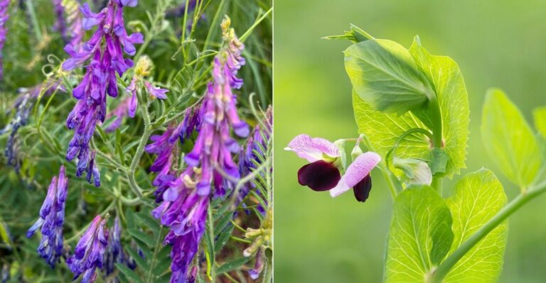 Fall Cover Crops California Gardeners Can Sow Before The First Rain
