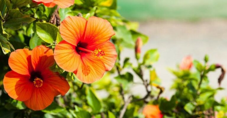 What Tropical Hibiscus Needs In September To Keep Pumping Out Flowers In Florida