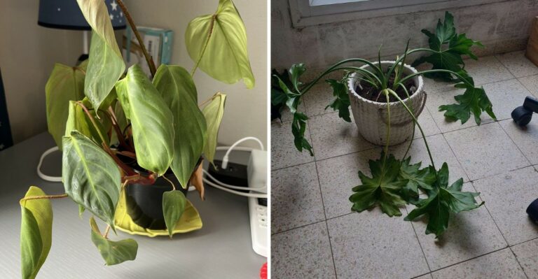 Missouri Houseplants Brought Indoors In One Step Rarely Do Well