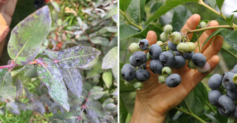 Here’s What Growers Need To Know About Tiny Whiteflies On North Carolina Blueberries