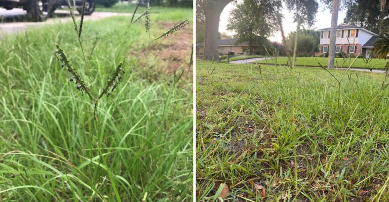 Should You Fertilize Florida Bahiagrass Again In September? More Isn’t Always Better