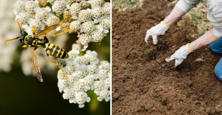 Why Yellowjacket Stings Are More Common In Mississippi This Time Of Year