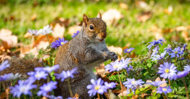 Stop Squirrels From Digging Up Freshly Planted Georgia Bulbs With This Fix