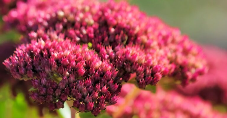 Why Sedum ‘Autumn Joy’ Is The Easiest Fall Color Oregon Gardeners Can Plant