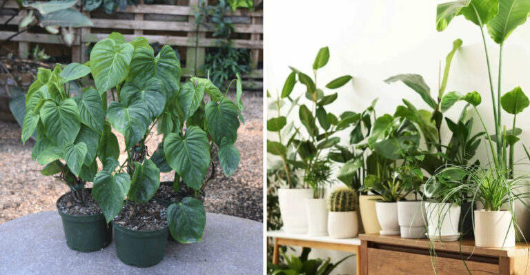 September Is The Month To Start Moving Ohio Houseplants Back Indoors