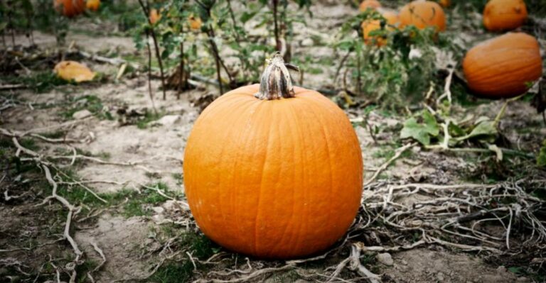 The Pumpkin Harvest Signs Every New York Gardener Should Know
