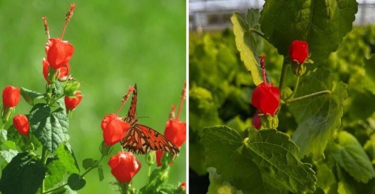 The Strange-Looking Native Texas Flowering Shrub Pollinators Can’t Resist