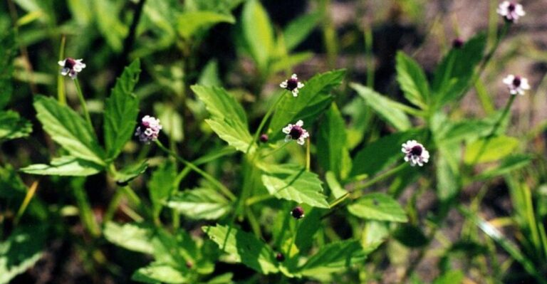 Why Frogfruit Is Showing Up In More Florida Lawns And Pollinator Gardens