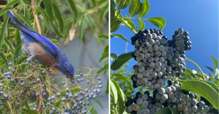 The California Native Plant That Gives Fall Gardens Food And Shelter For Birds