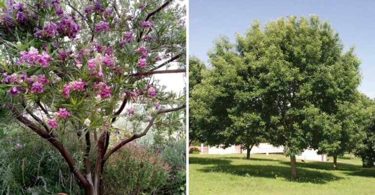 The Drought-Tolerant Native Trees Texans Are Quietly Choosing This Fall