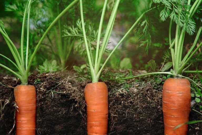 Rain’s coming back to the valley – 6 fall veggies you can still sow in Oregon right now