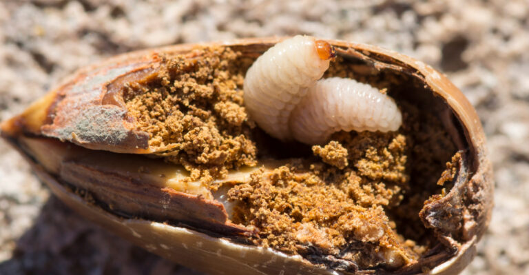 The Pale Grubs Crawling Out Of Maryland Acorns Every September