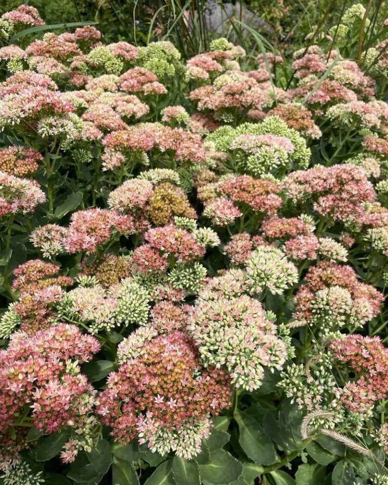 It’s not too late – heat-loving flowers you can still plant now for fresh color into an Oregon fall