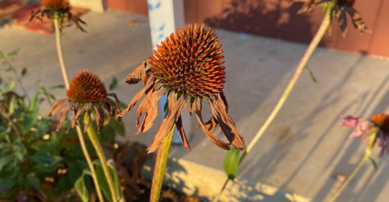 Why Coneflower Seed Heads Are More Valuable In Fall Than Ohio Gardeners Realize