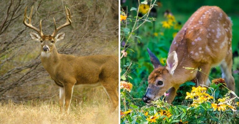 Why Deer Start Targeting Texas Landscapes In September