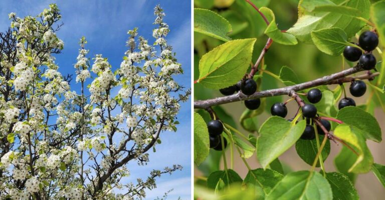 Michigan Shrubs That Are Becoming Illegal To Plant
