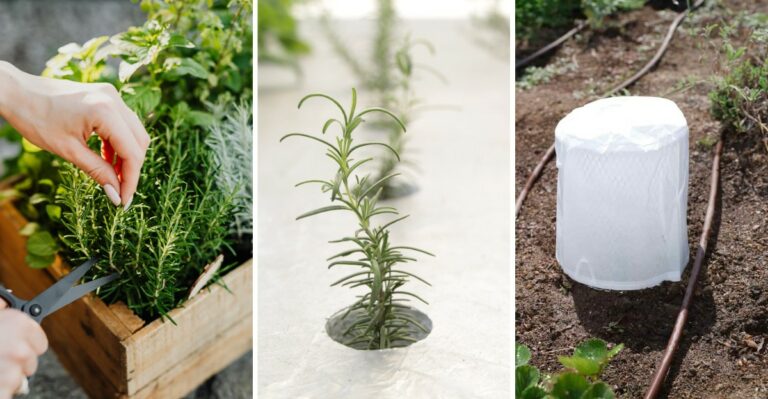 What Texas Rosemary Needs This Fall As The First Cold Fronts Head South