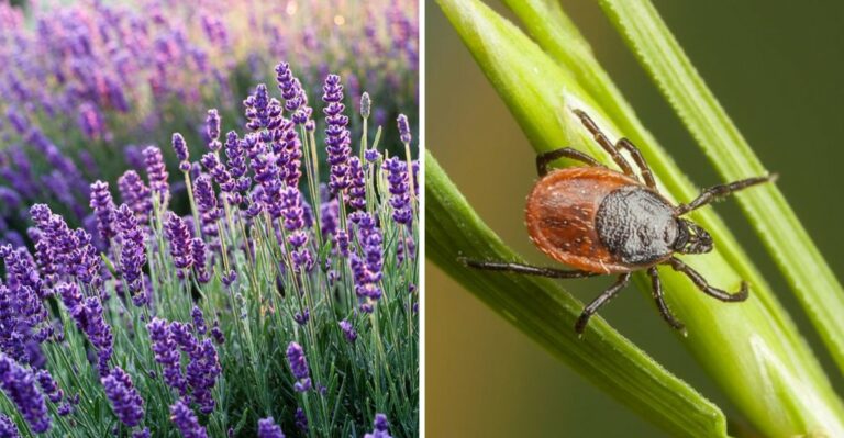 The One Plant Pennsylvania Gardeners Are Putting Along Every Walking Path To Deter Ticks