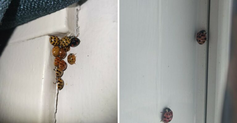 Why Asian Lady Beetles Head Indoors When North Carolina Nights Turn Cooler