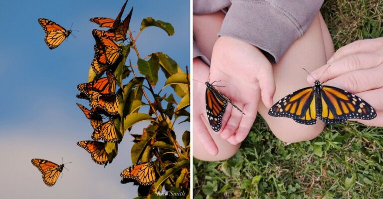 How To Set Up An Ohio Yard That Migrating Monarchs Stop At Each September