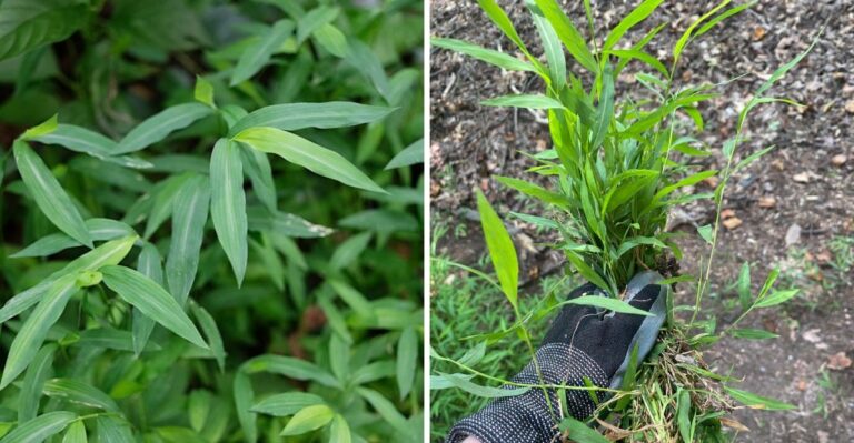 This Invasive Grass Can Quietly Take Over Georgia Woodland Edges