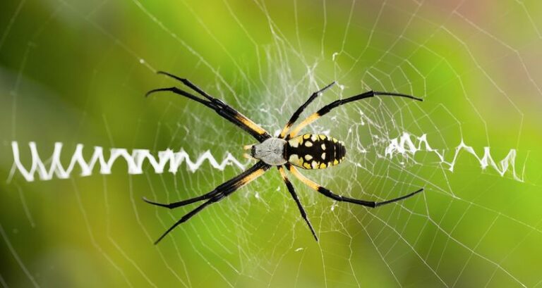 Large Orb Webs Are Becoming More Noticeable in Some Arizona Yards This Fall