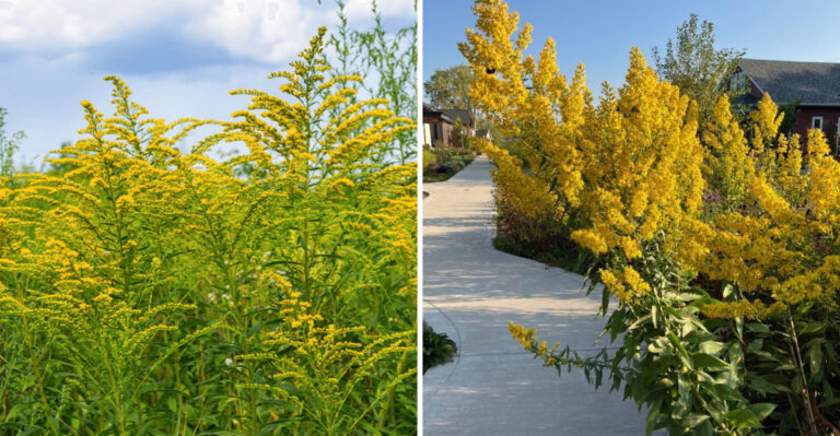 Illinois Yards Are Blooming Yellow And The Real Allergy Culprit Is Standing Right Next To It