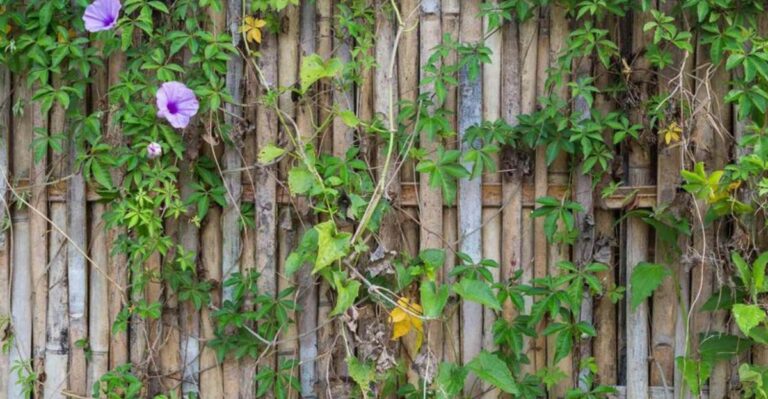 What To Know About Your Neighbor’s Vines In North Carolina Before They Turn Into A Bigger Issue